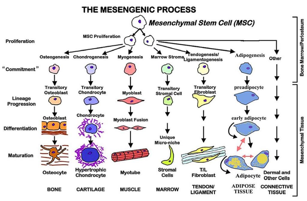 mesengenicProcess